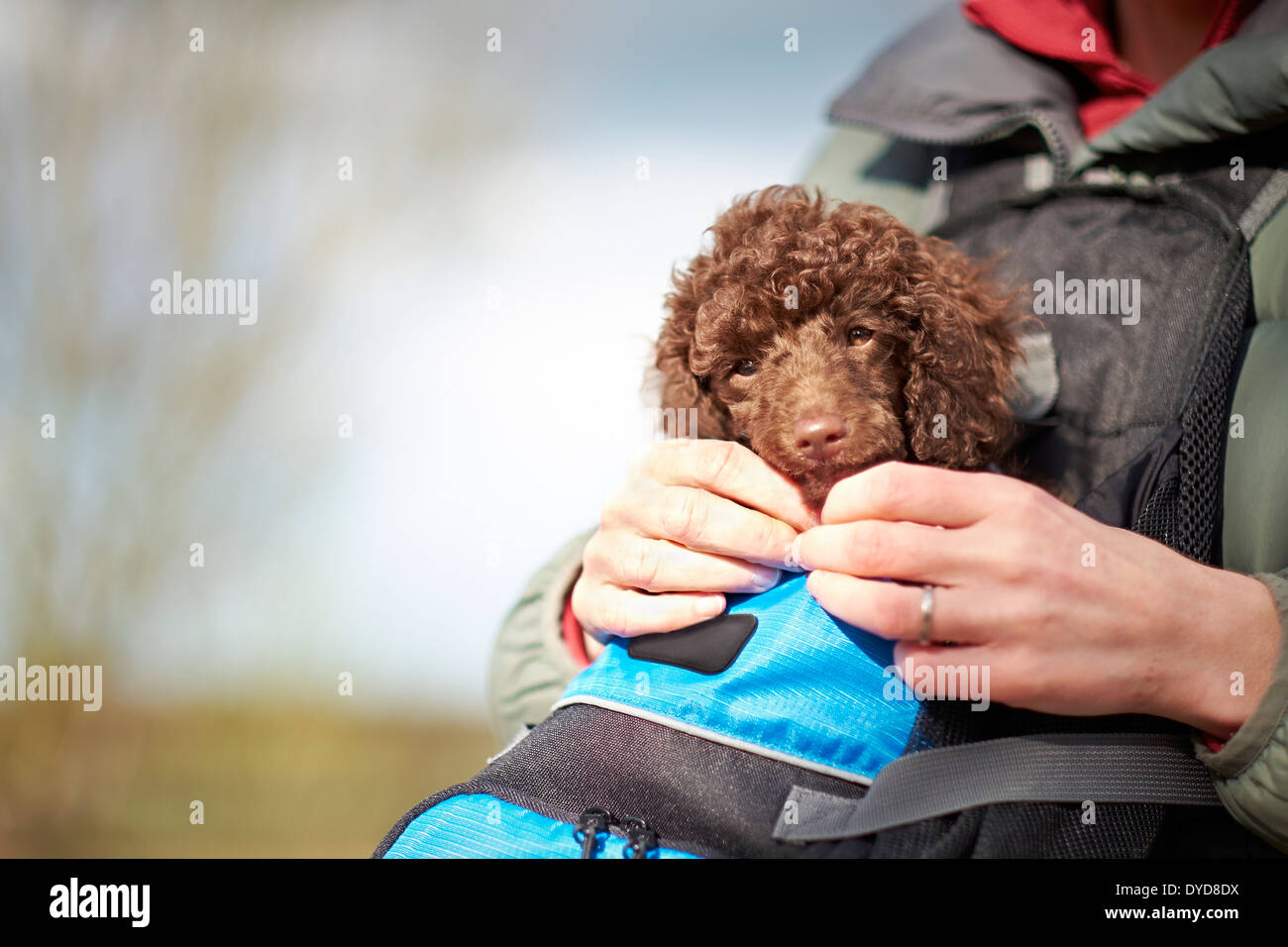 Do Puppies Like Being Carried