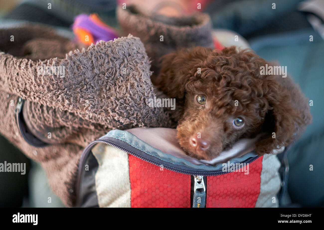 A miniature poodle wrapped up in a backpack for his first trip outdoors