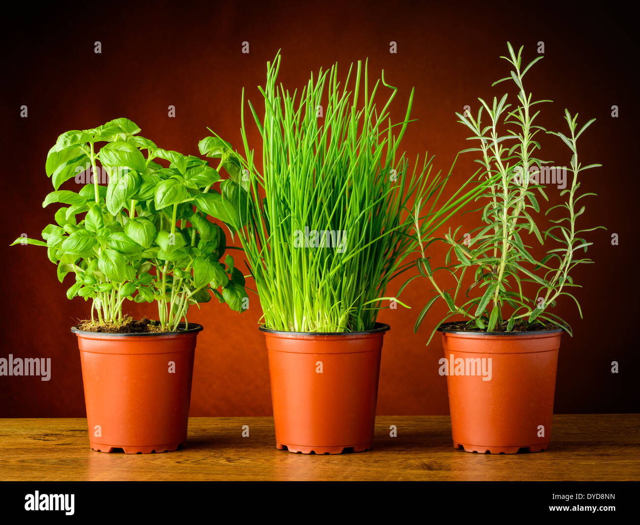 pots with fresh herbs, basil, rosemary and chives Stock Photo