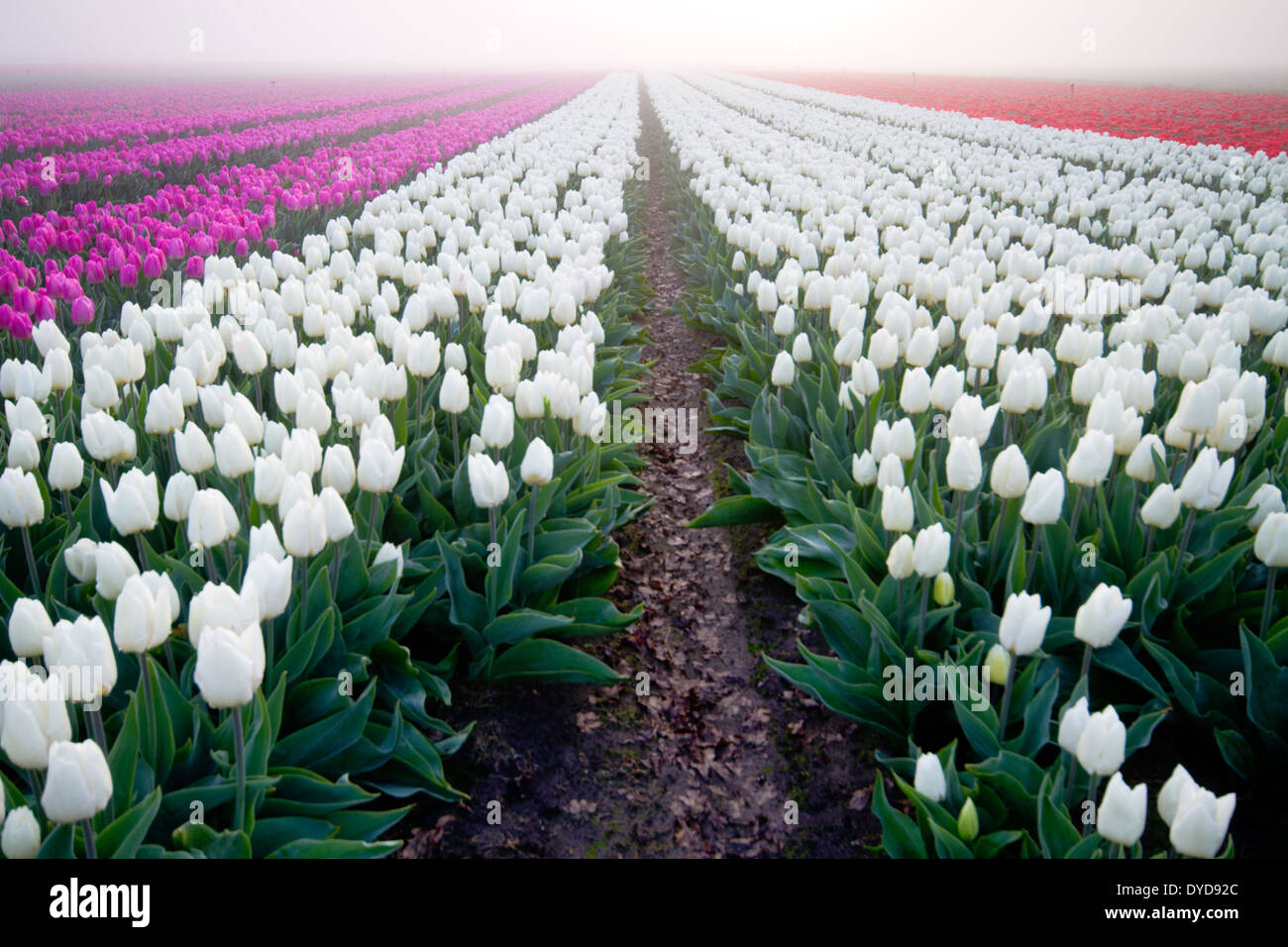 Field with red, white and pink tulips on a misty morning Stock Photo