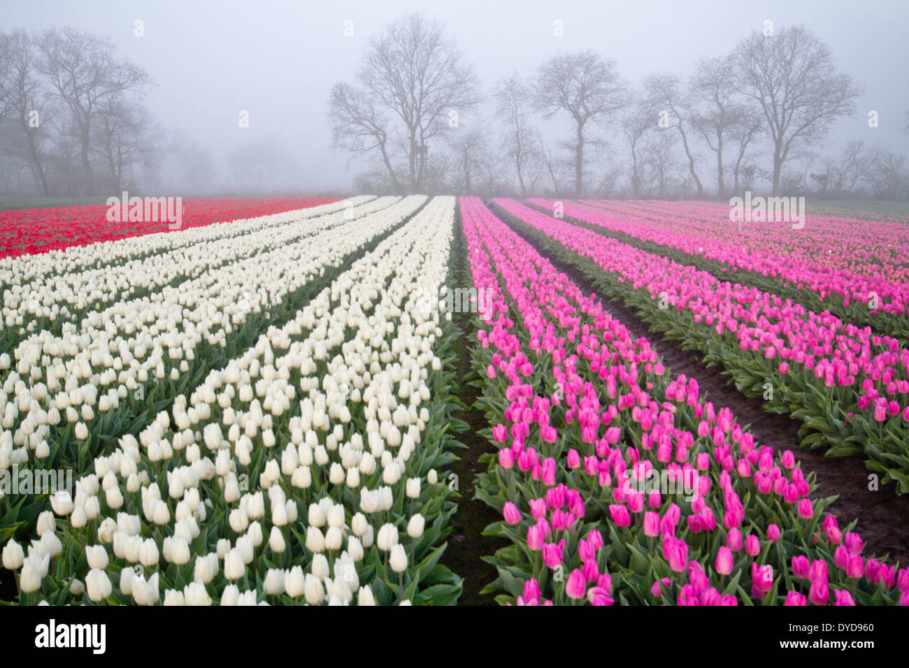 Red, white and pink tulips in rows on a field on a misty morning Stock Photo