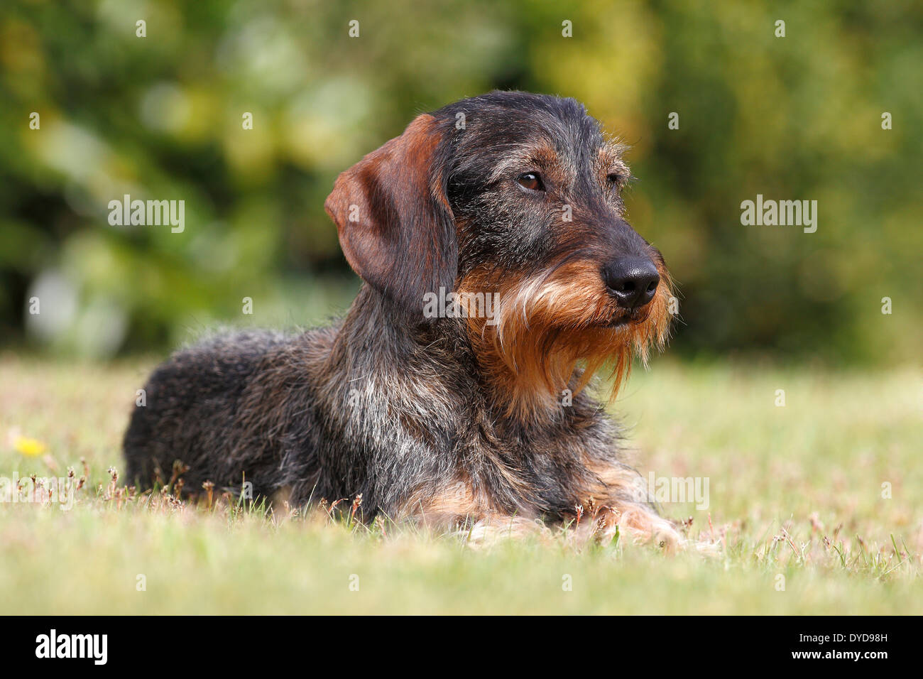 Wire-haired Dachshund, male lying in the grass, Germany Stock Photo