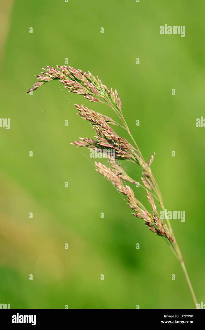 Yorkshire Fog, Tufted Grass or Meadow Soft Grass (Holcus lanatus), North Rhine-Westphalia, Germany Stock Photo