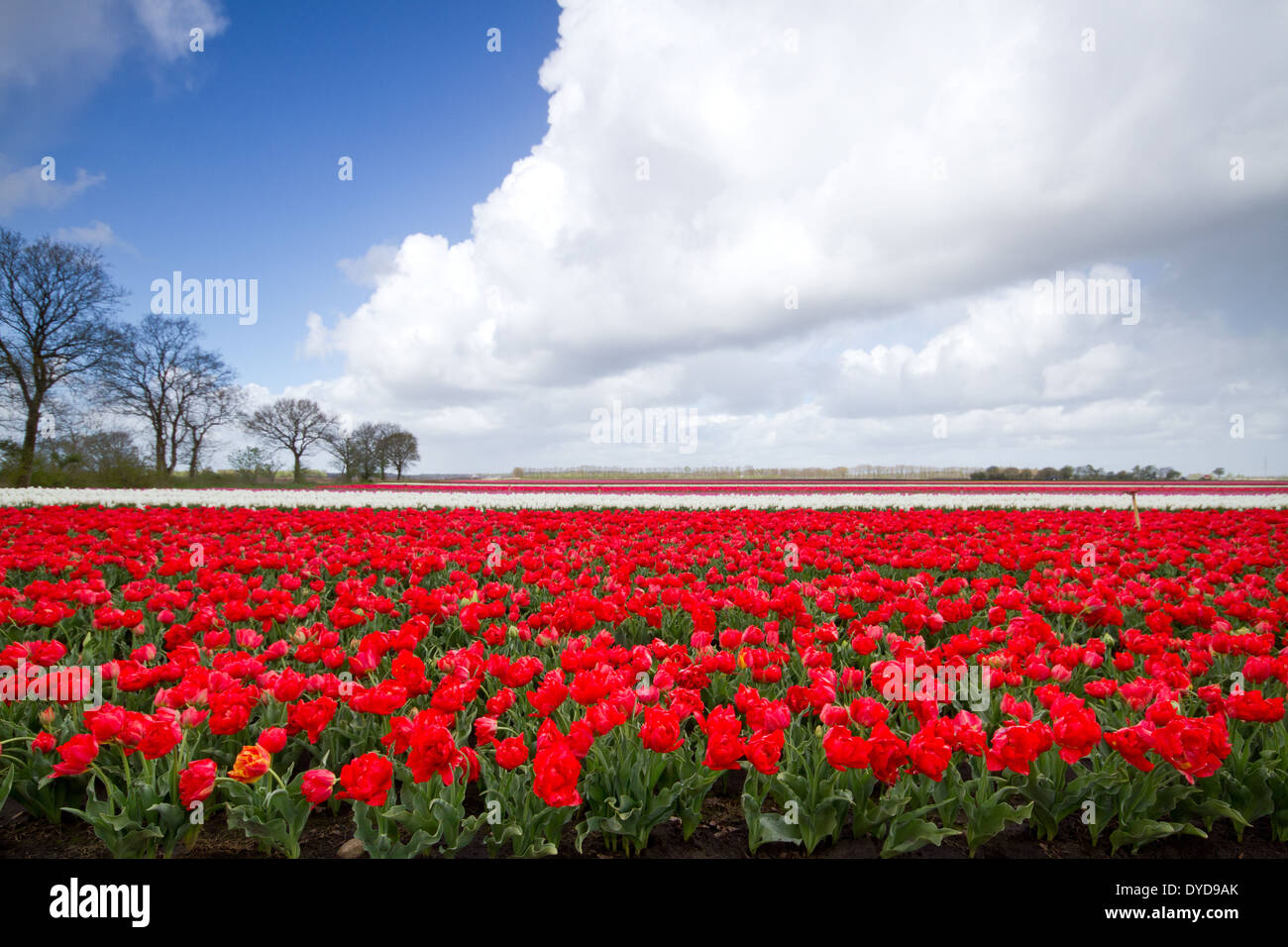 Field with red and white Tulips under a blue sky with white clouds Stock Photo