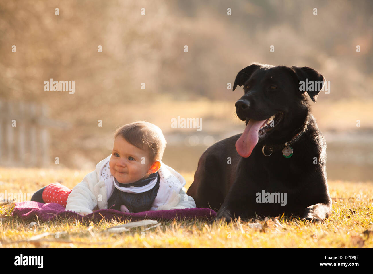 Toddler lying beside a dog, Neumarkt am Wallersee, Salzburg, Austria Stock Photo