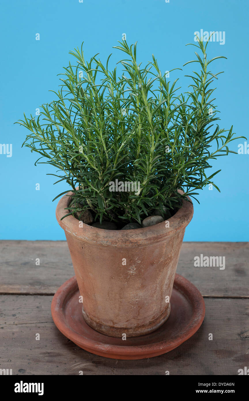 Rosemary (Rosmarinus officinalis) growing in a terracotta pot on a wooden table Stock Photo