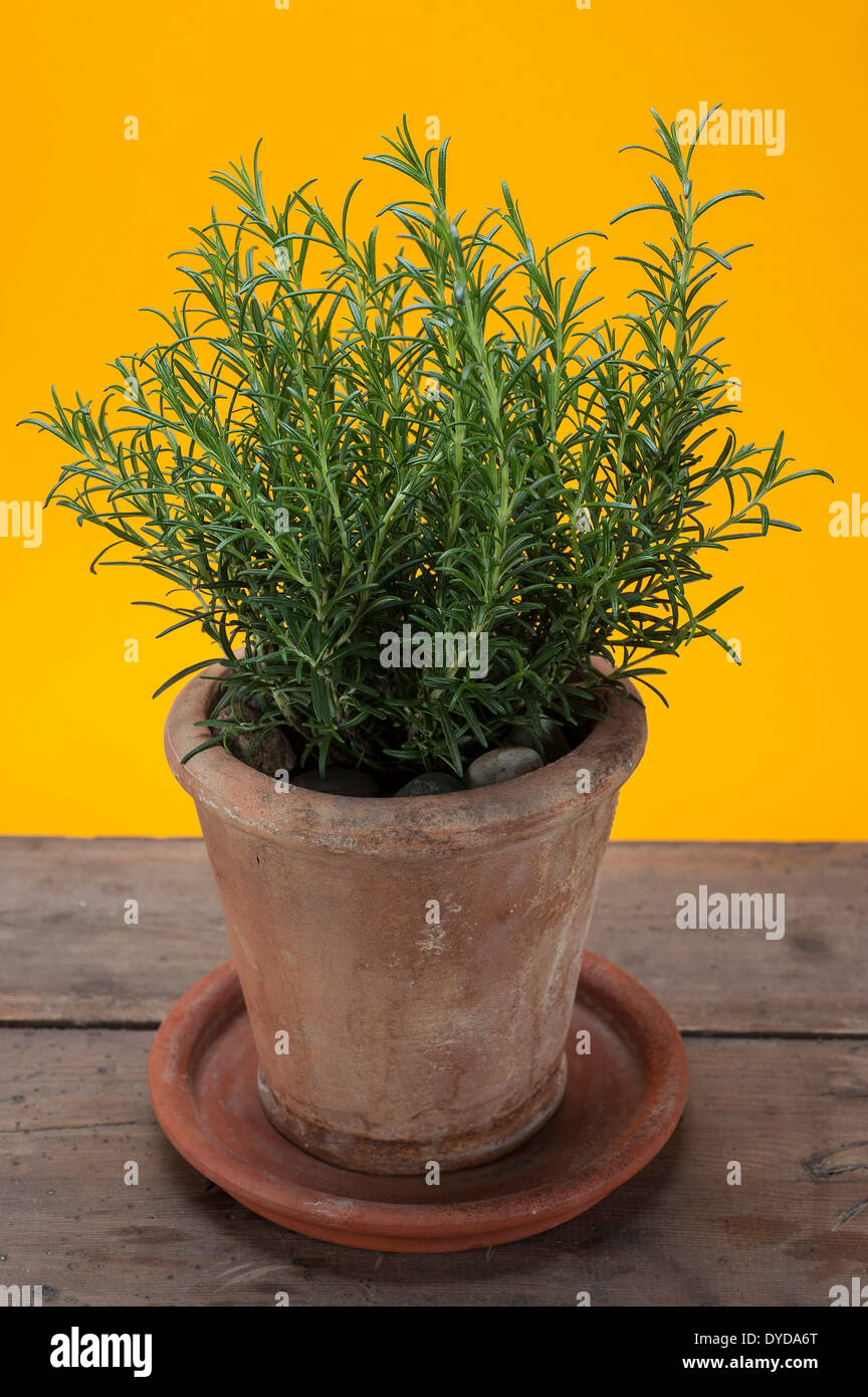 Rosemary (Rosmarinus officinalis) growing in a terracotta pot on a wooden table Stock Photo