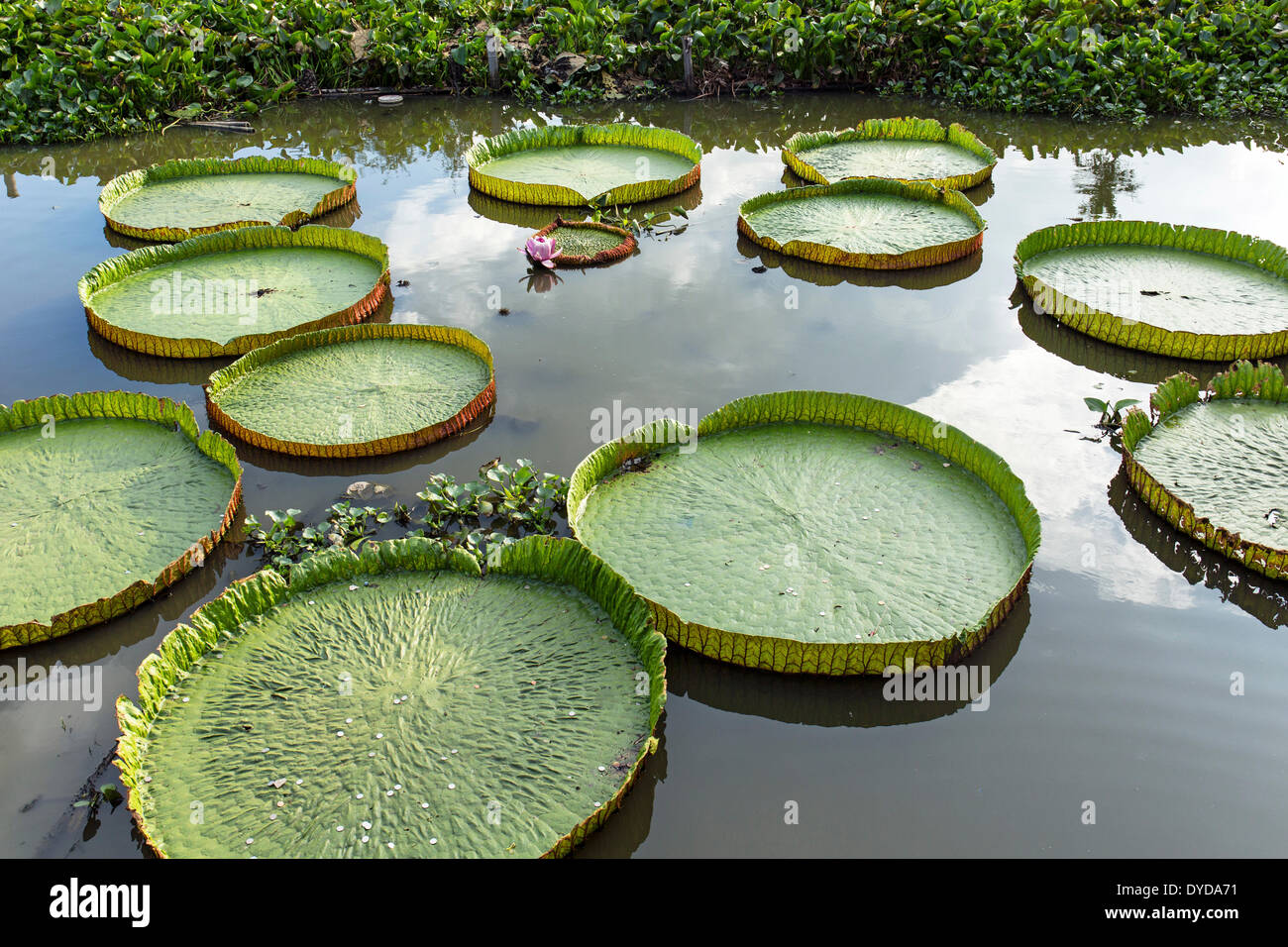 Giant Water Lilies (Victoria sp.), Wat Jedlin, Chiang Mai, Northern Thailand, Thailand Stock Photo