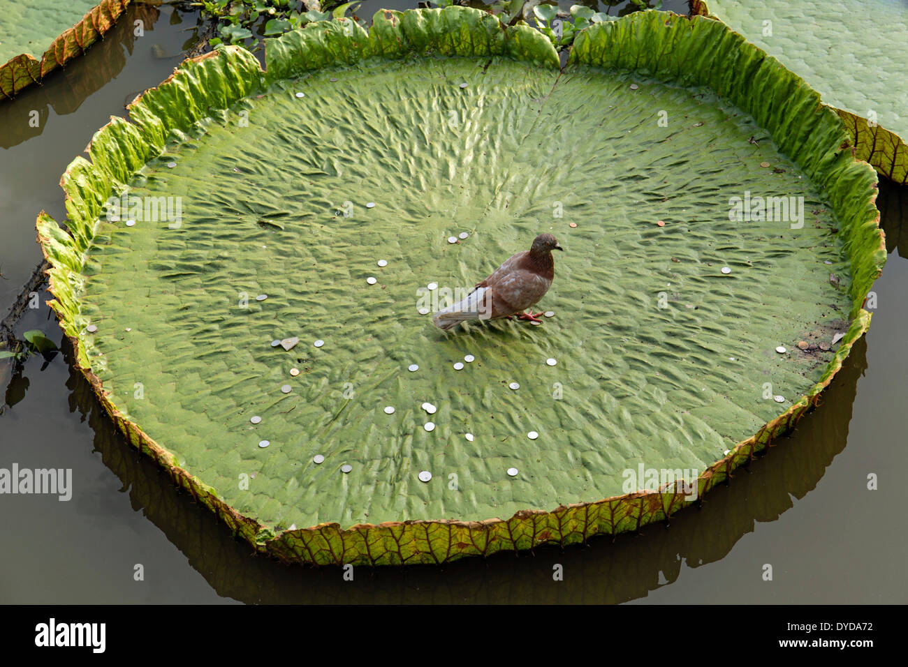 Pigeon and coins in a Giant Water Lily (Victoria sp.), Wat Jedlin, Chiang Mai, Northern Thailand, Thailand Stock Photo