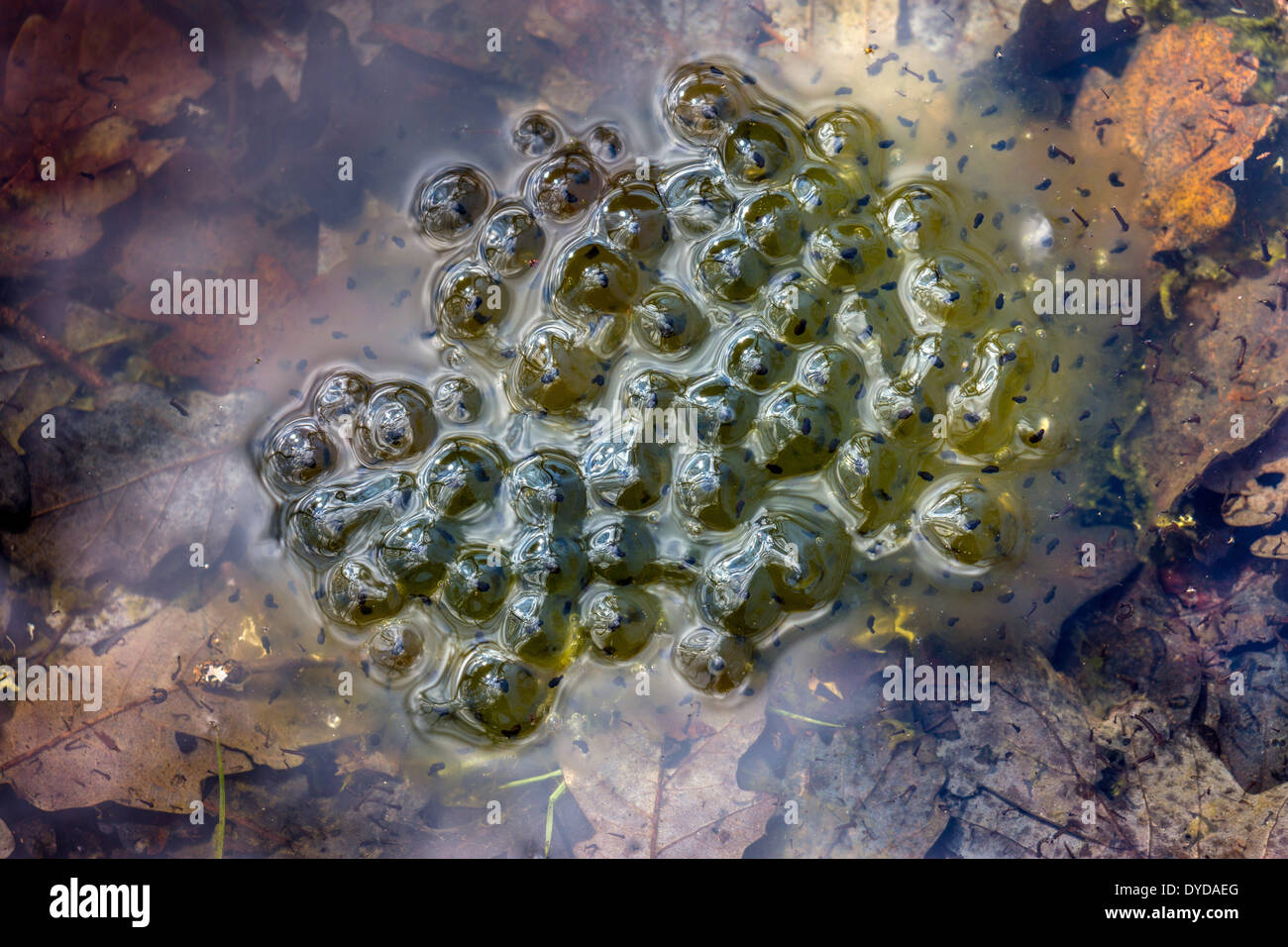 Frog spawn in woodland pond with autumn leaves and reflections hires stock photography and