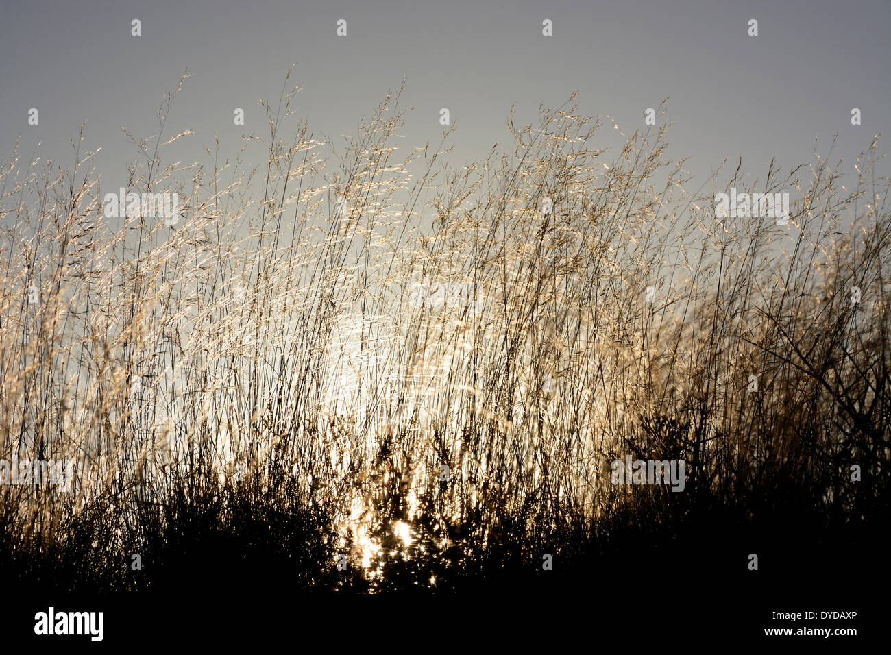 Grasses backlit hi-res stock photography and images - Alamy