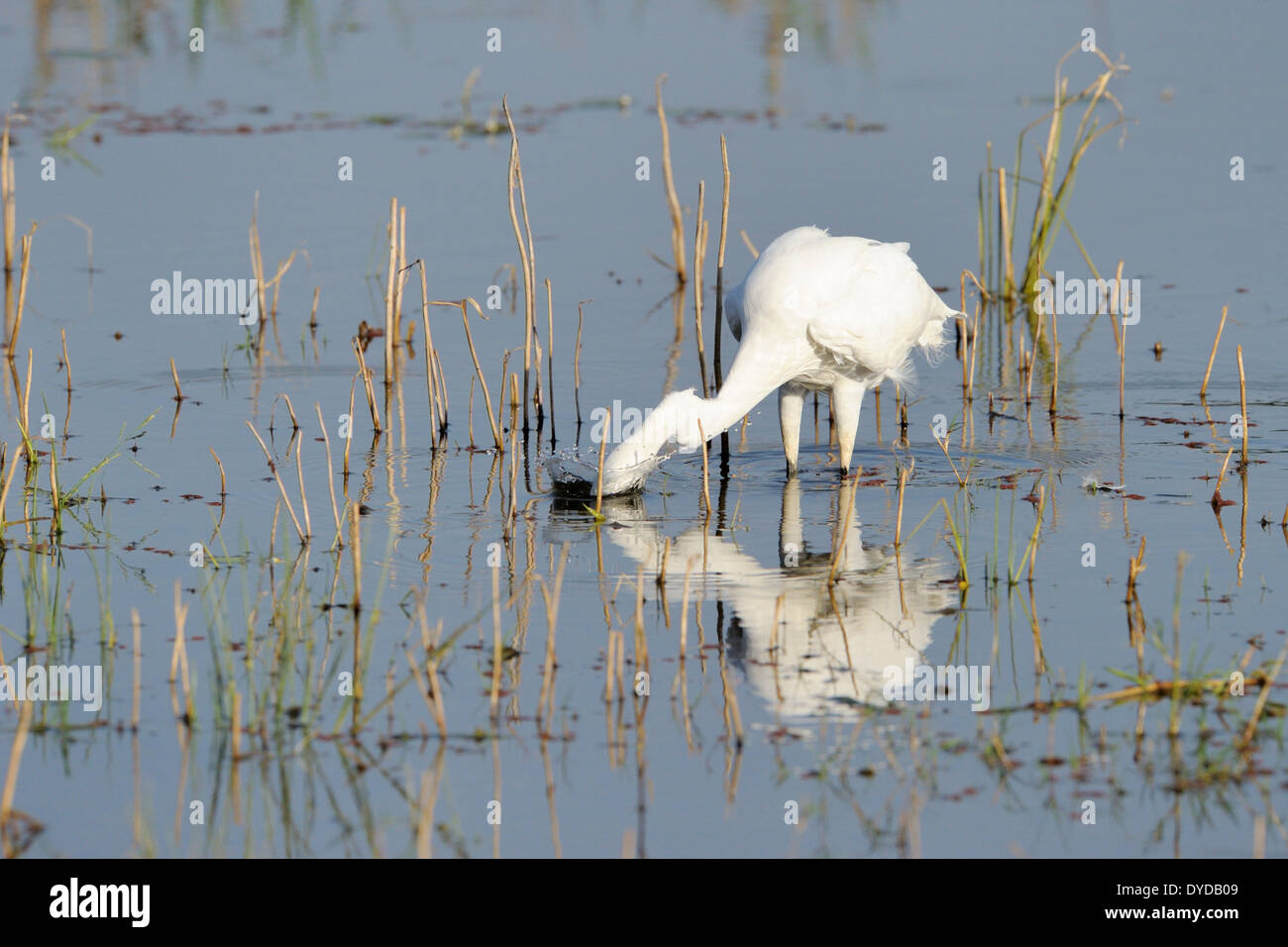 Great egret (Casmerodius albus) foraging in water with reflection. Stock Photo