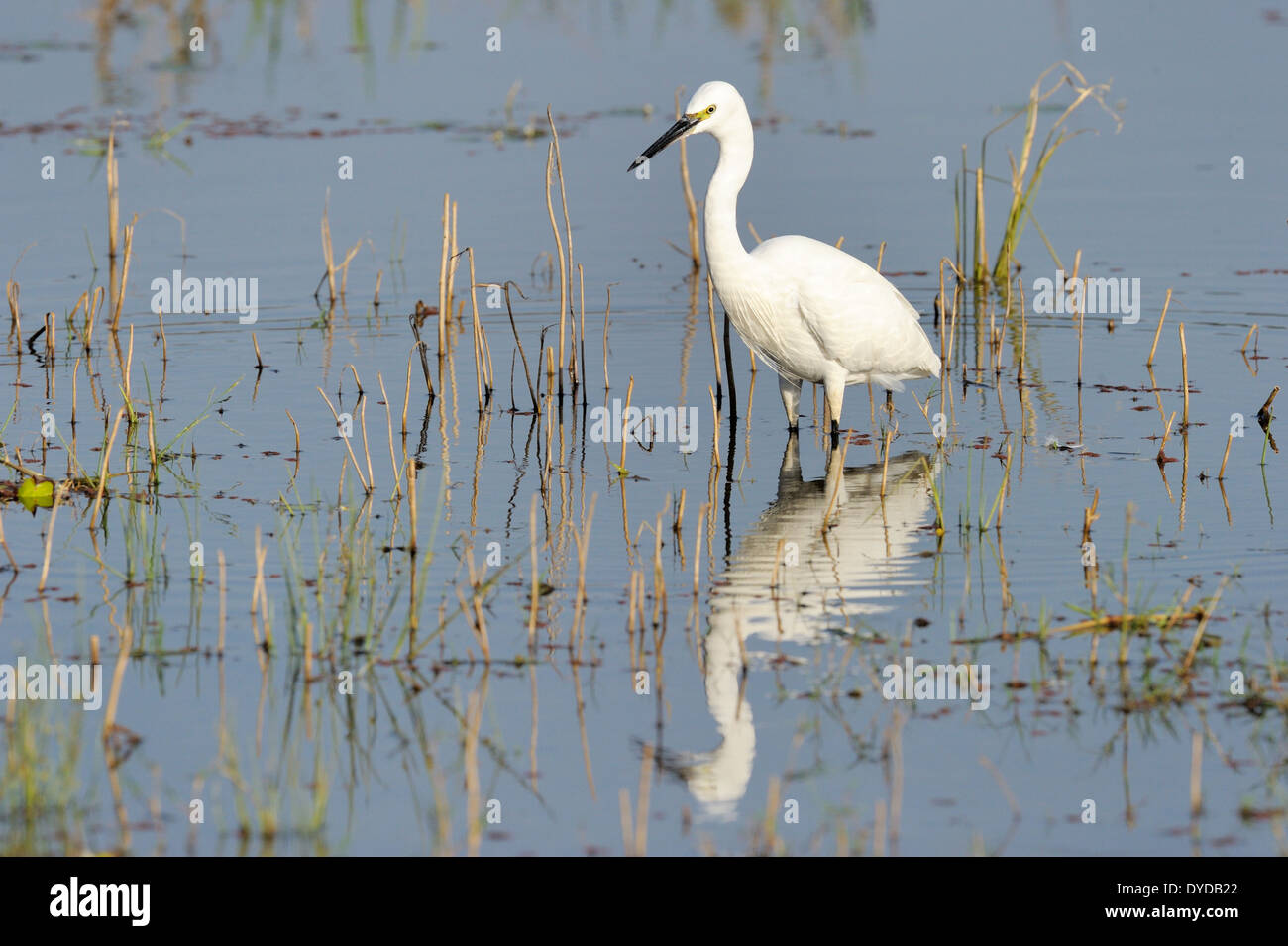 Great egret (Casmerodius albus) foraging in water with reflection. Stock Photo