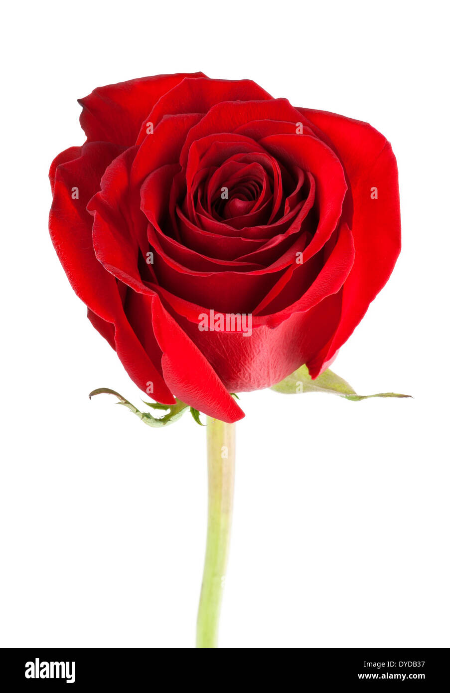 Red rose closeup on white background Stock Photo - Alamy