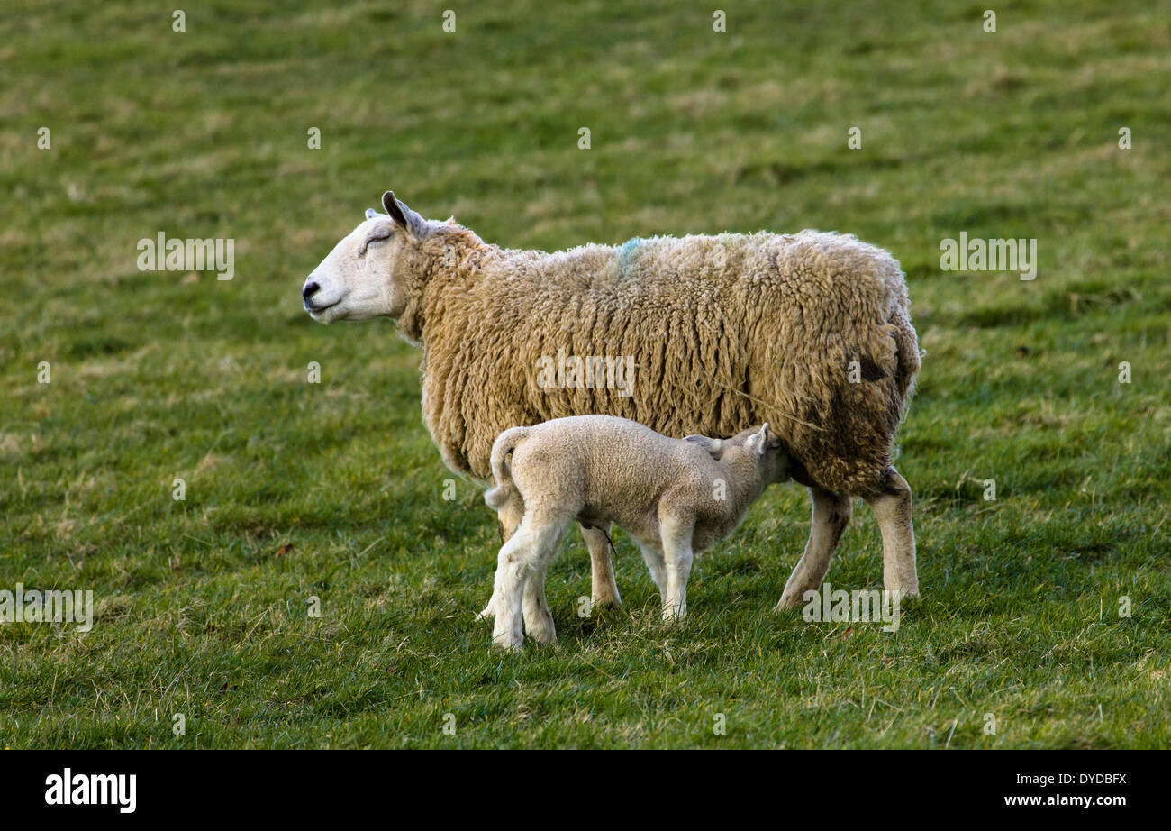 Ewe suckling lamb in Derbyshire field. Stock Photo
