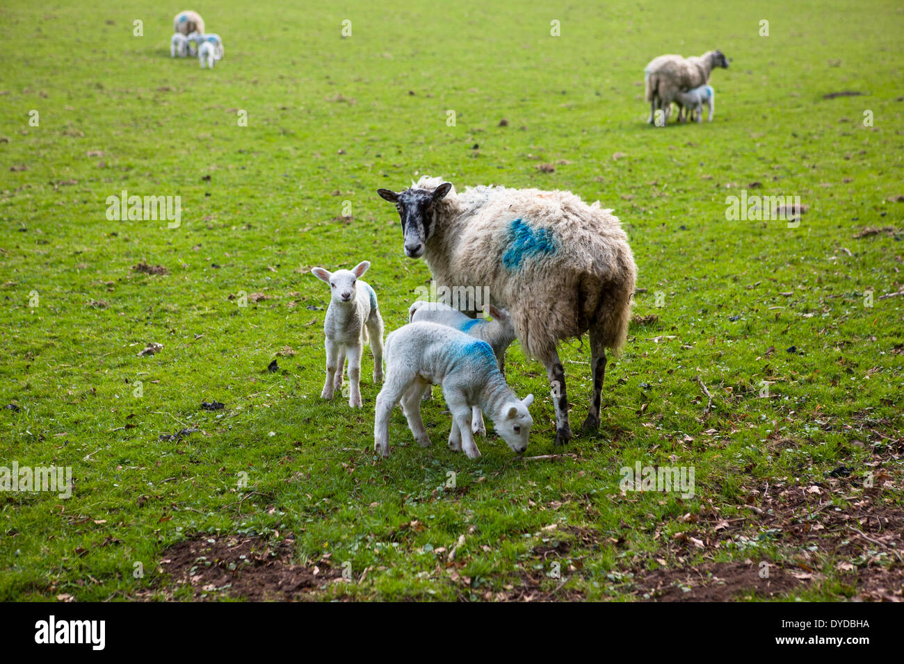 Ewe and lambs in Derbyshire field. Stock Photo