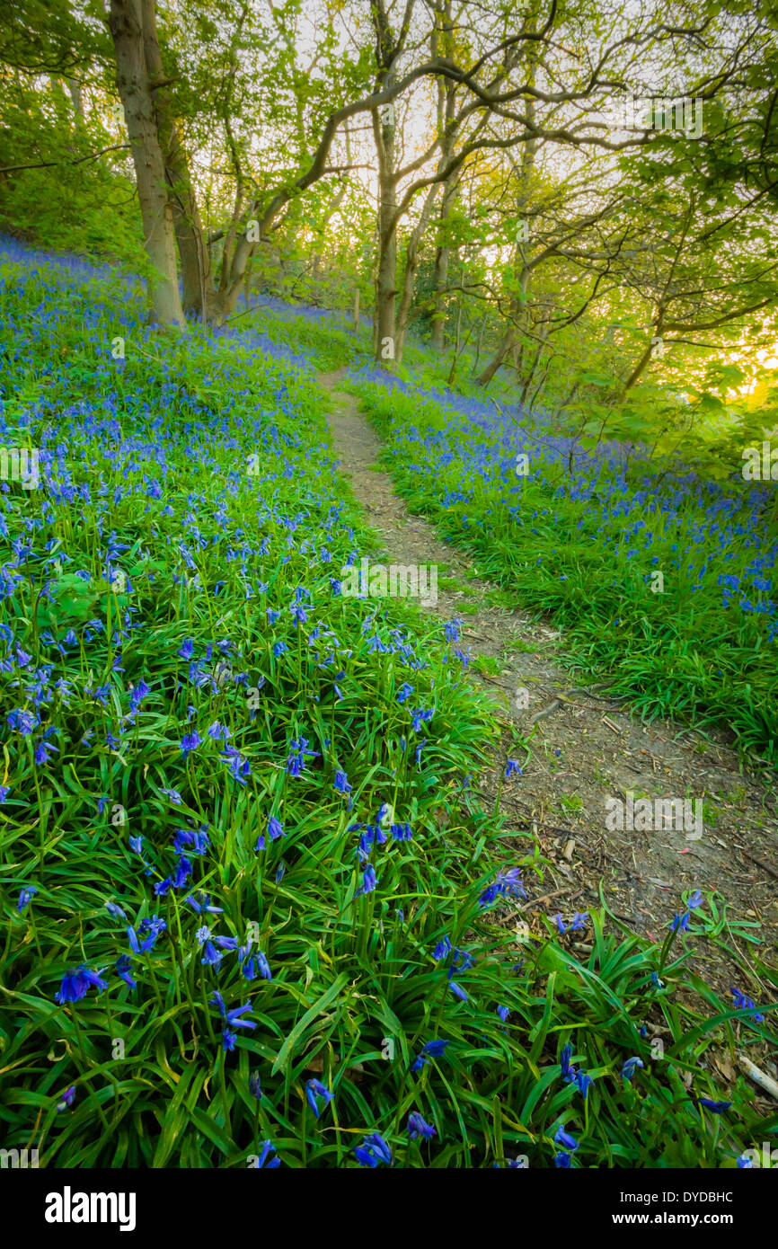 Bluebells in woods near West Runton in Norfolk. Stock Photo