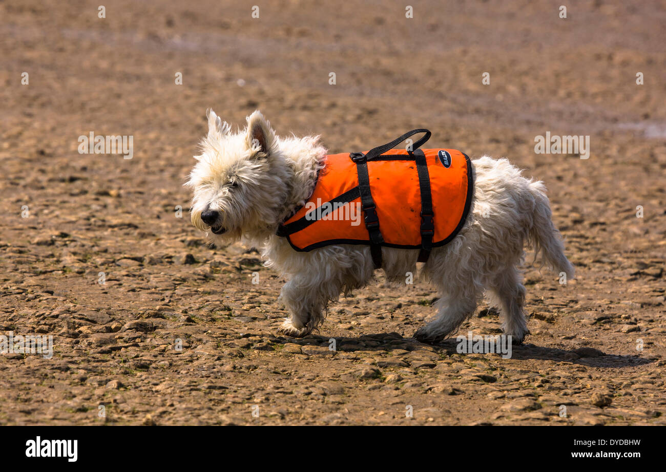 A dog wearing a life jacket Stock Photo Alamy