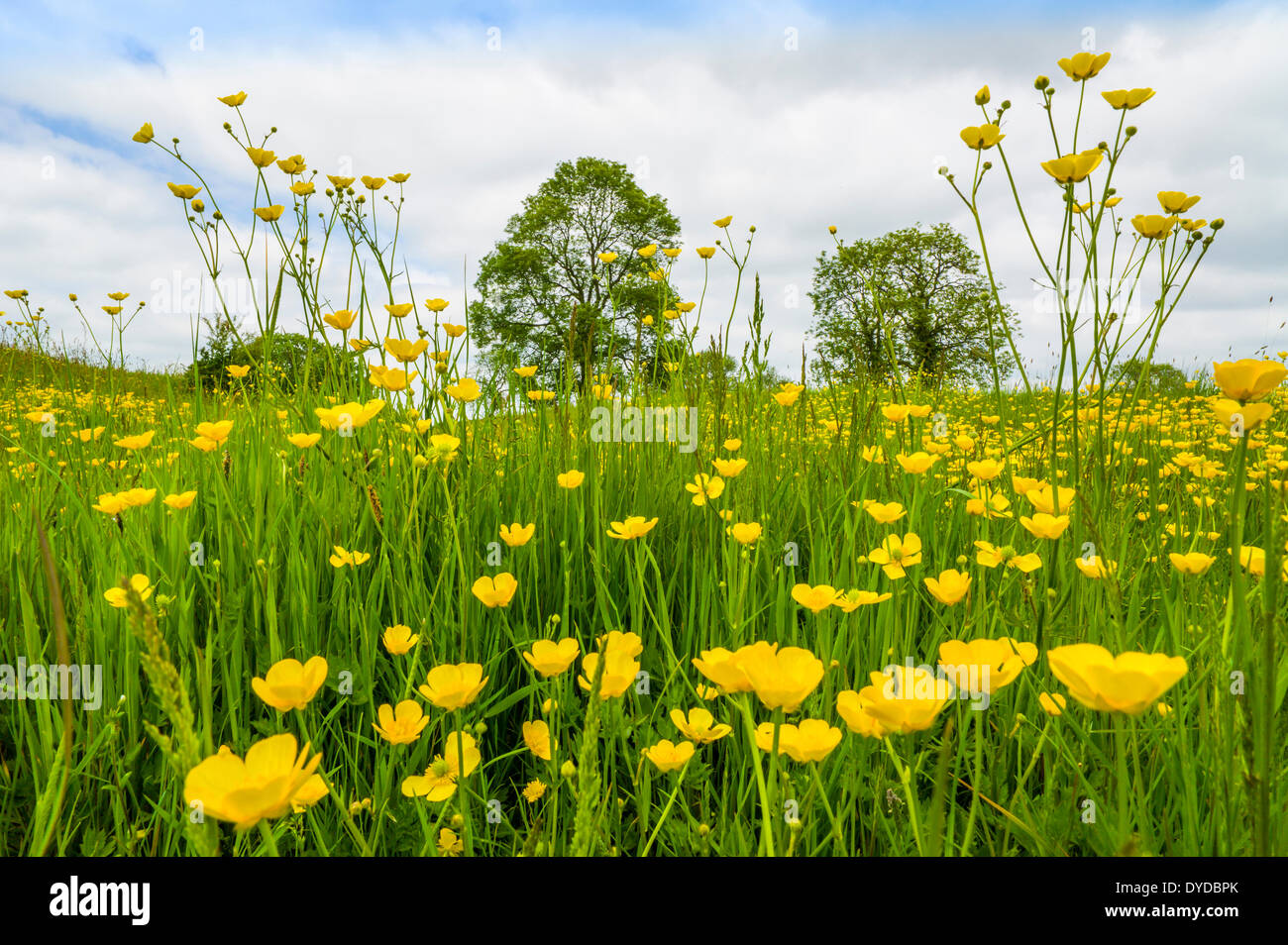 A buttercup meadow in June. Stock Photo