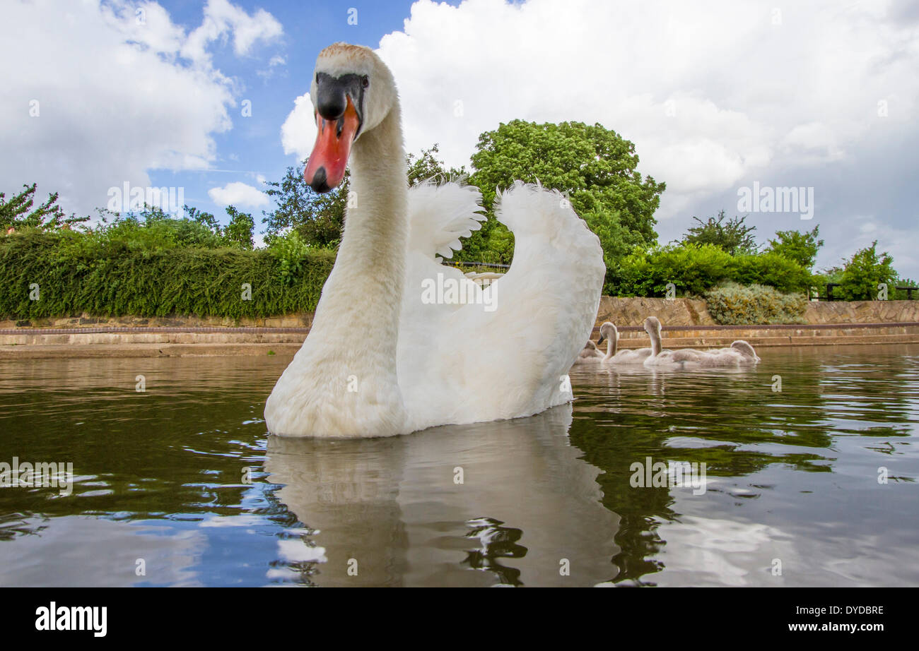A male swan and cygnets on a canal. Stock Photo
