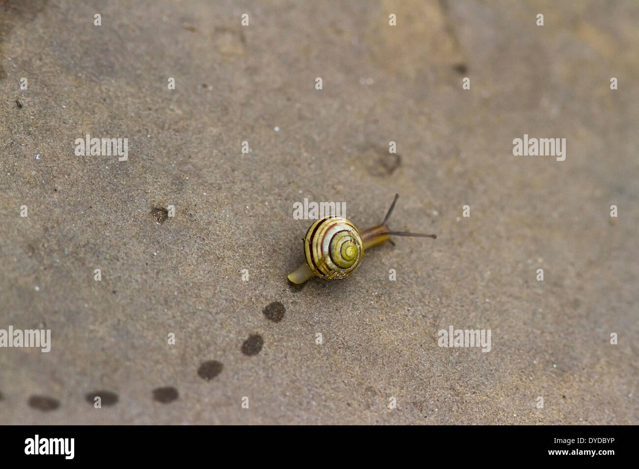 A snail leaves footprints as it crawls over a paving stone. Stock Photo