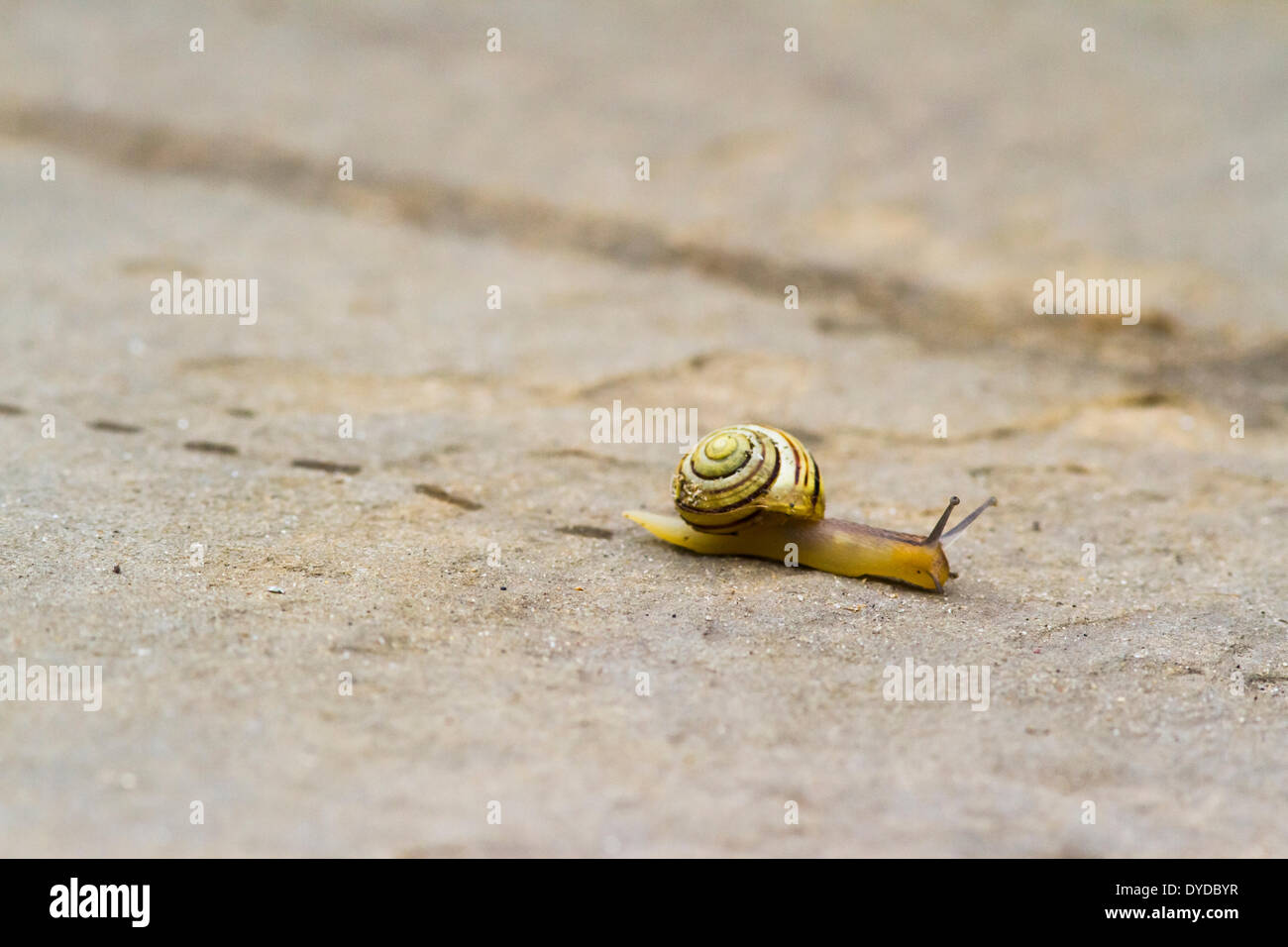 A snail leaves footprints as it crawls over a paving stone. Stock Photo