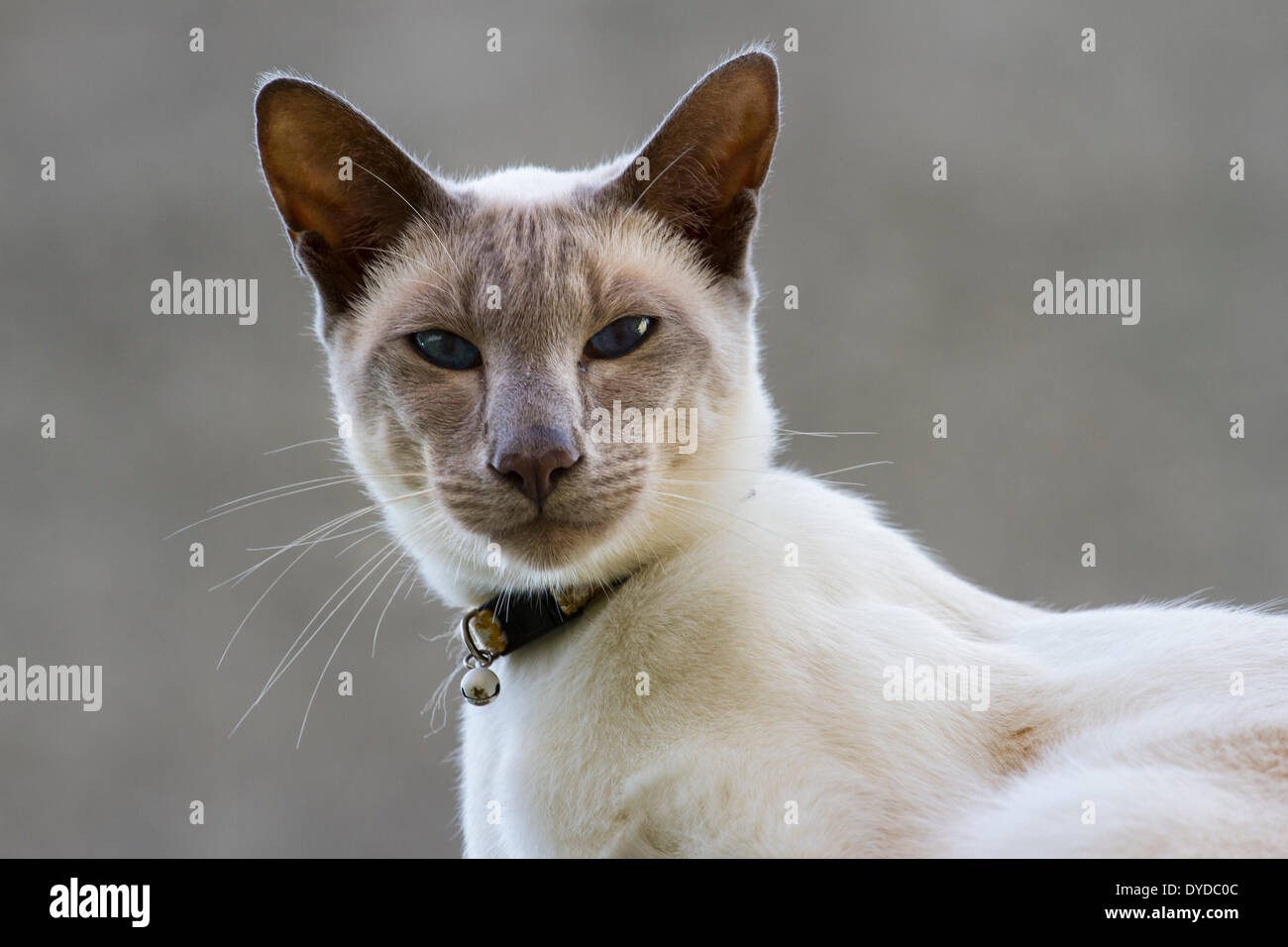 A lilac point Siamese cat. Stock Photo