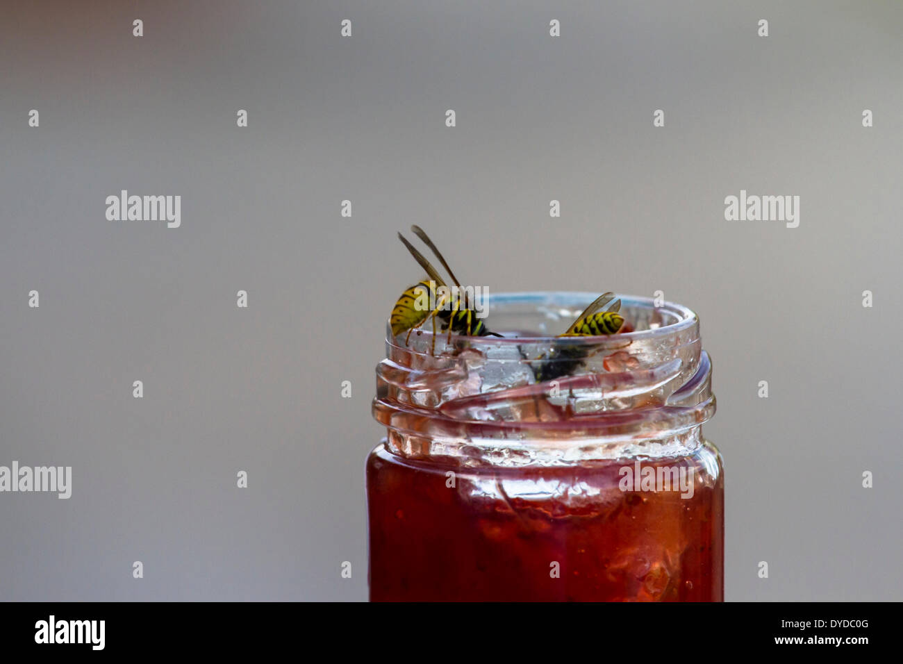 Wasps attracted to a pot of jam. Stock Photo