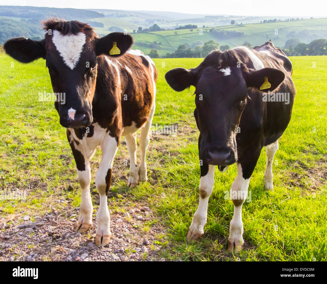Two inquisitive calves. Stock Photo