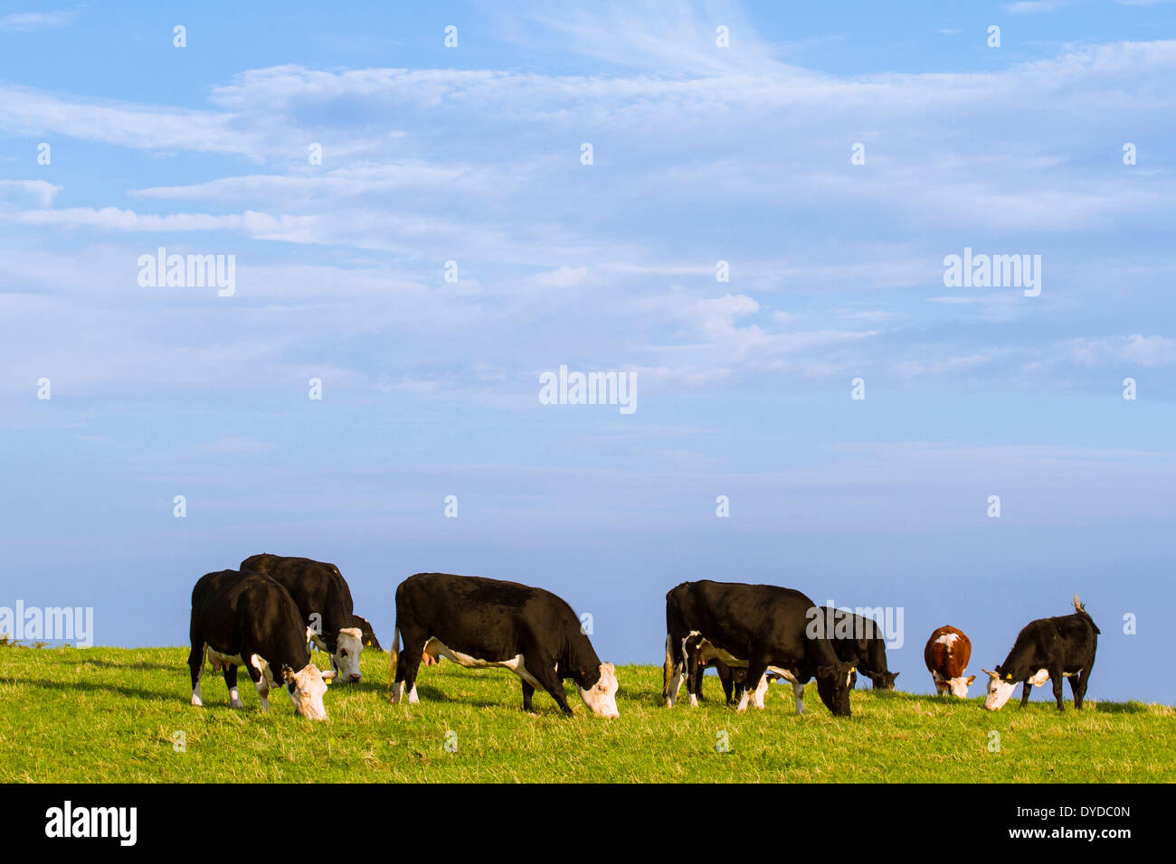 A herd of grazing cattle. Stock Photo