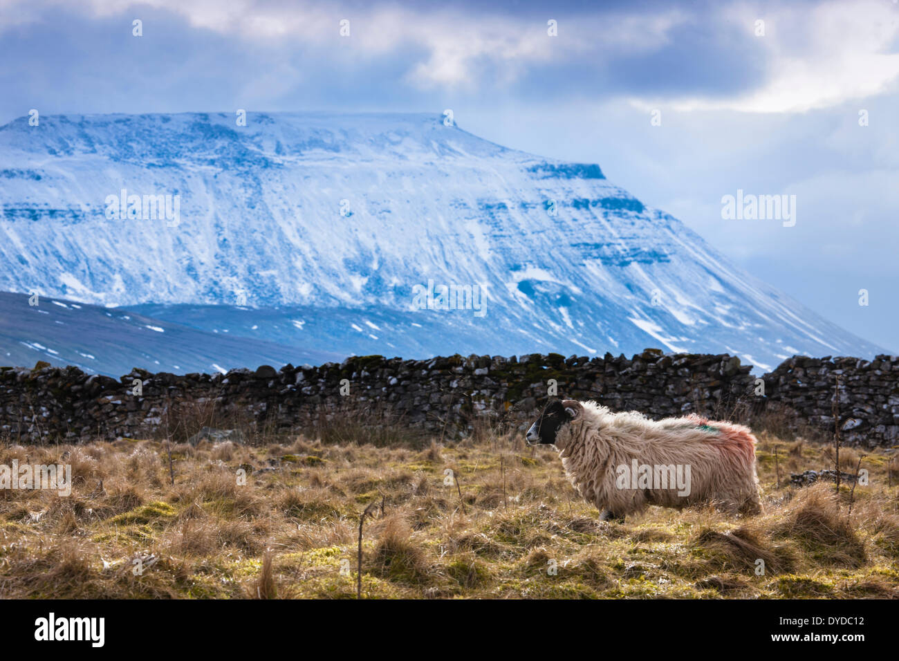 A black faced sheep in a field beneath a snow covered Ingleborough. Stock Photo