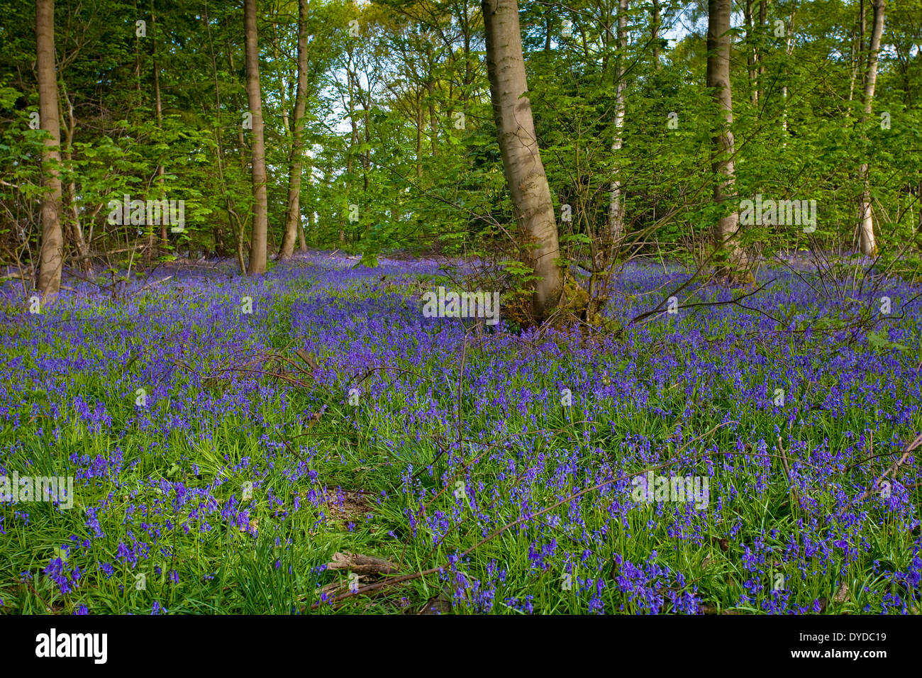 Bluebells carpet the ground in woodland. Stock Photo