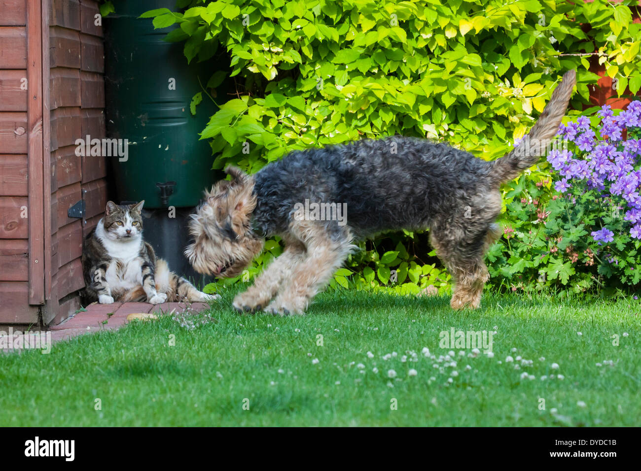 An Otterhound puppy trying to entice a cat to play by making a mock attack. Stock Photo