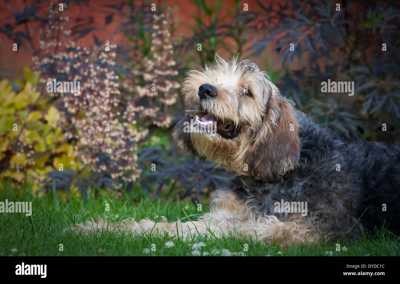 An Otterhound puppy lying in a garden chewing a stick. Stock Photo