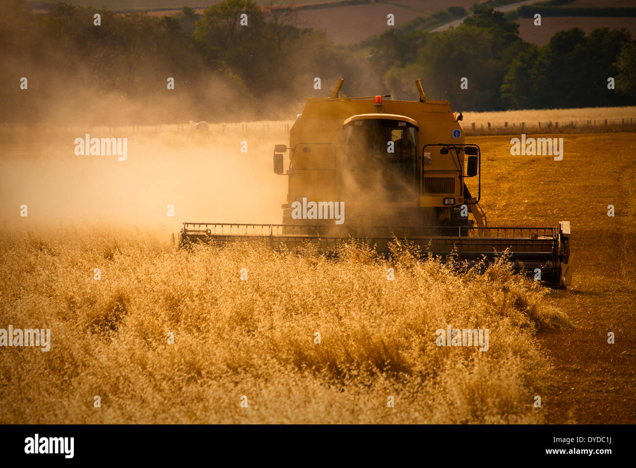 A combine harvester creates a dust cloud. Stock Photo