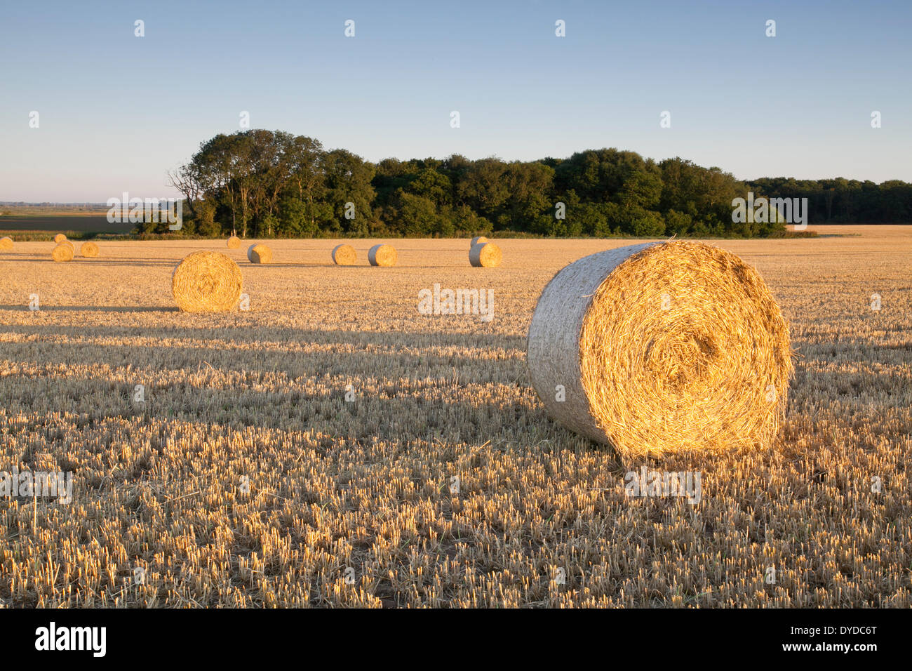 Hay bales at Clippesby in Norfolk. Stock Photo