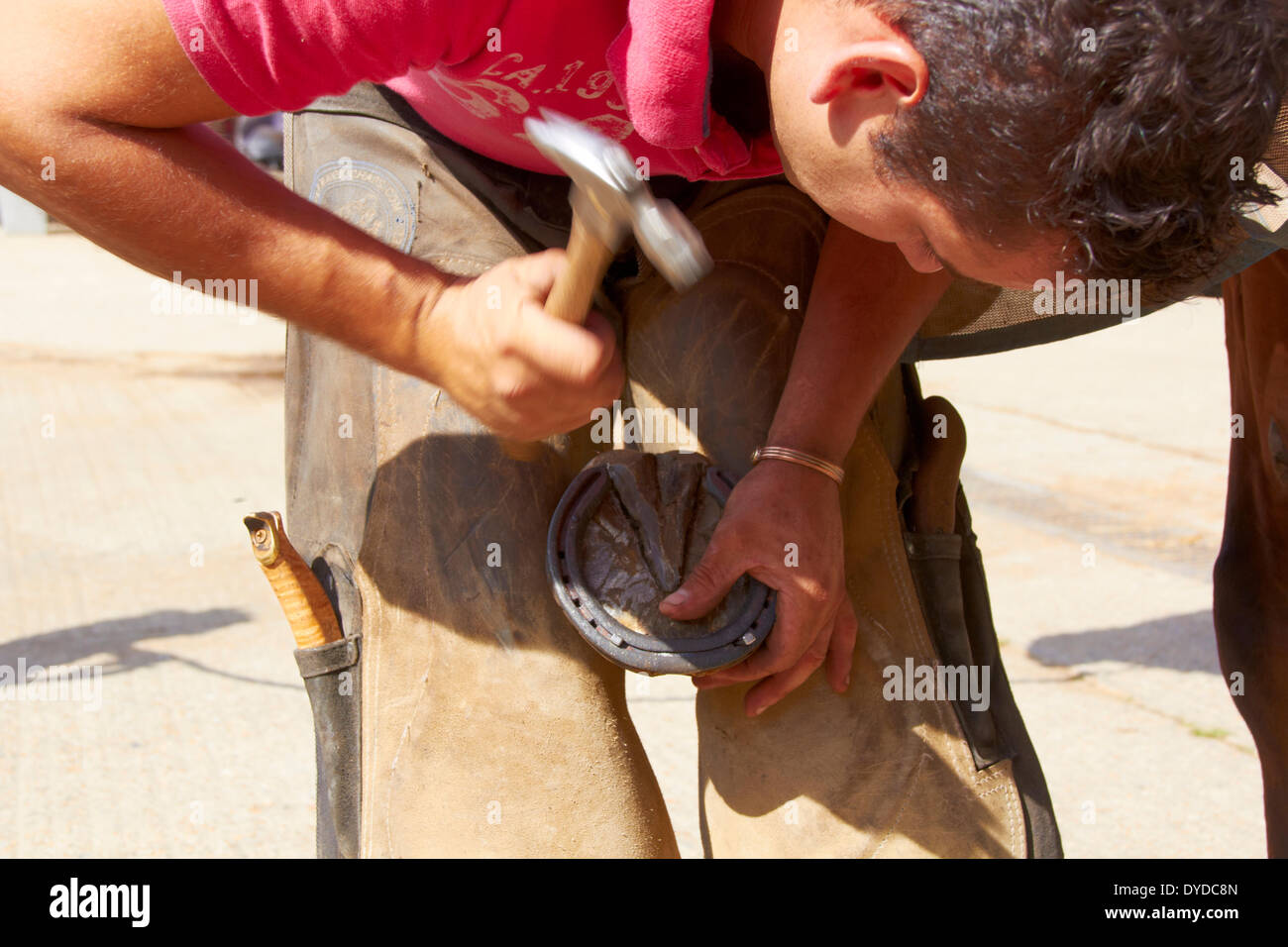 A farrier securing a horseshoe. Stock Photo