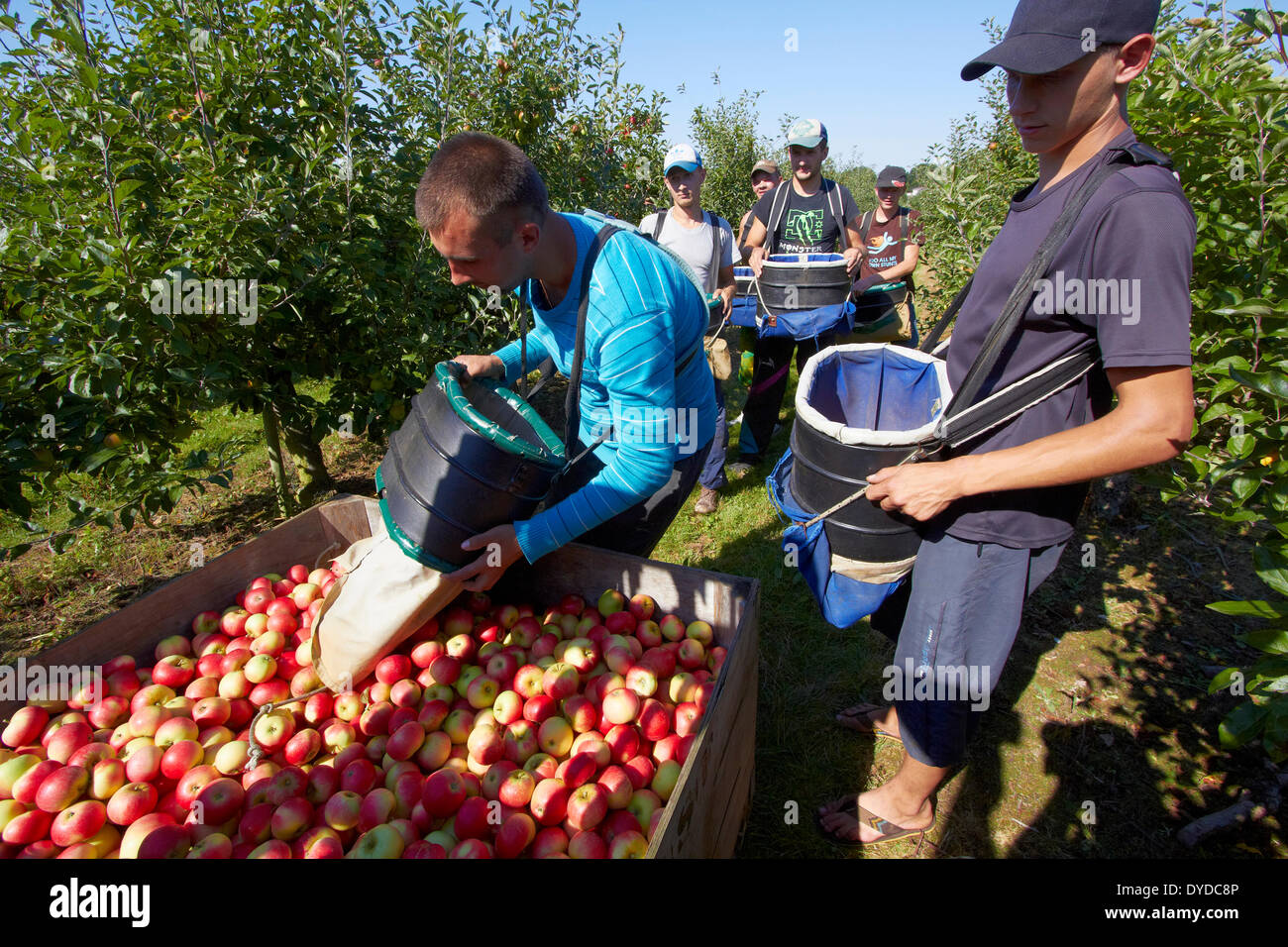 A team of apple pickers harvesting in a modern orchard. Stock Photo