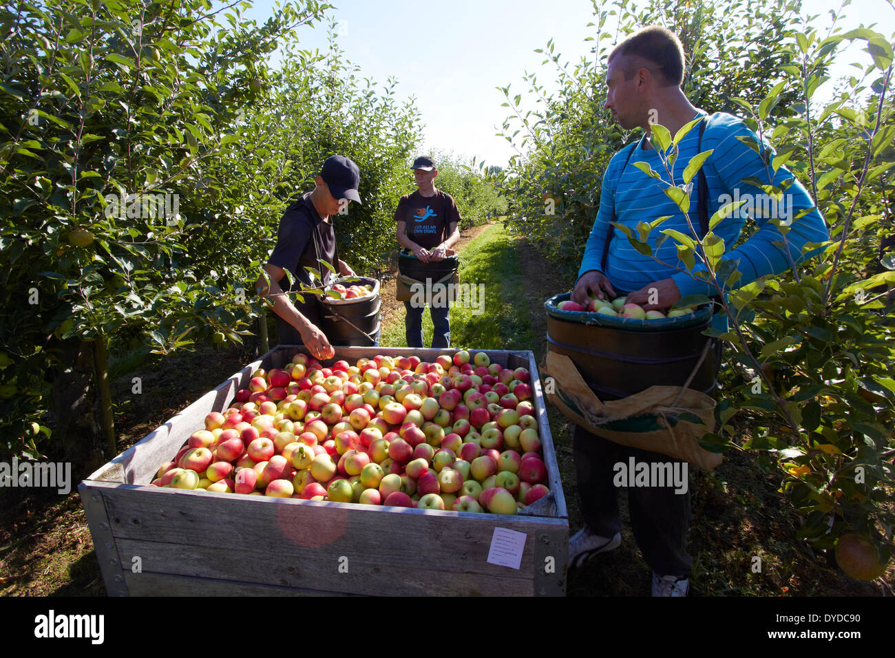 Workers emptying apples into a bin. Stock Photo