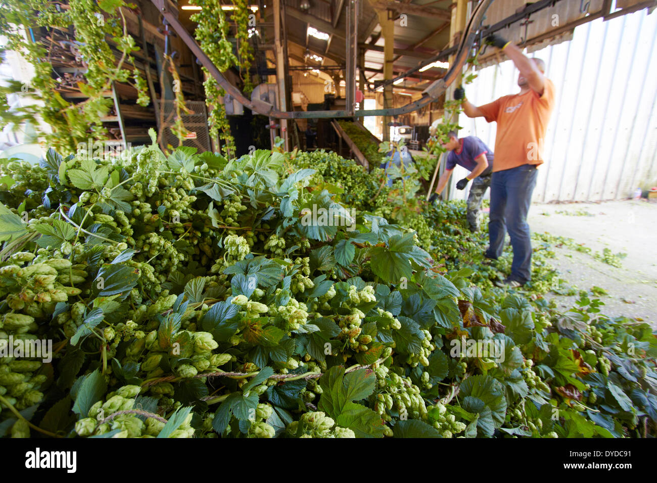 Workers processing hops in a modern hop garden. Stock Photo