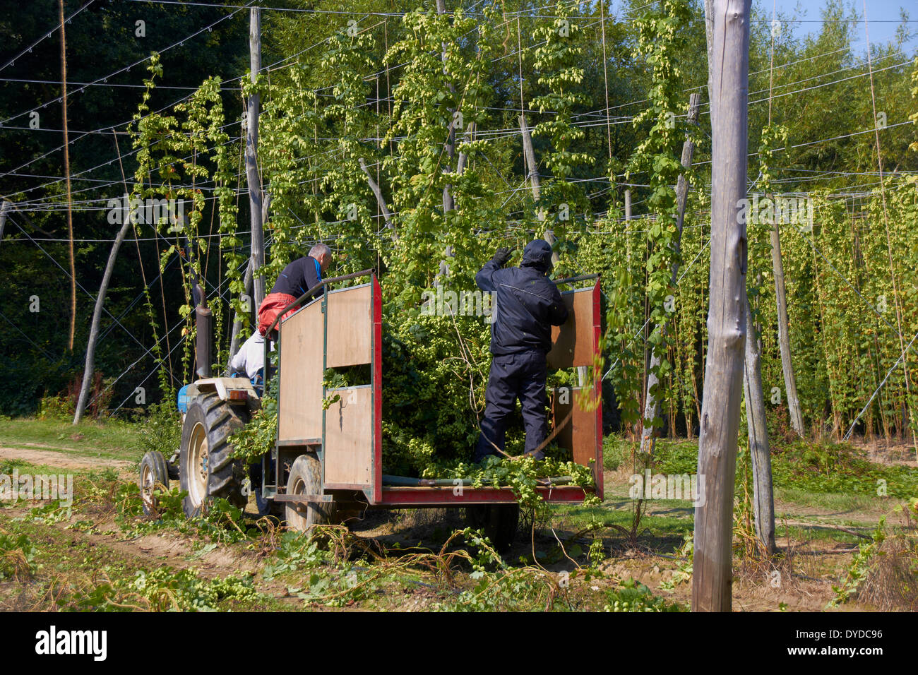 A mechanical hop picker in action in a modern hop garden. Stock Photo