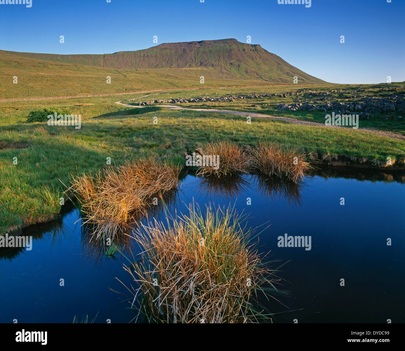 Ingleborough viewed from Southerscales Nature Reserve. Stock Photo