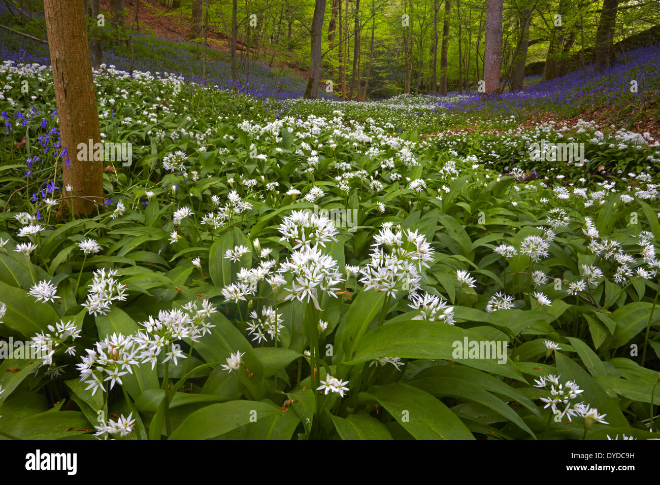 Wild Garlic and bluebells growing in woodland. Stock Photo