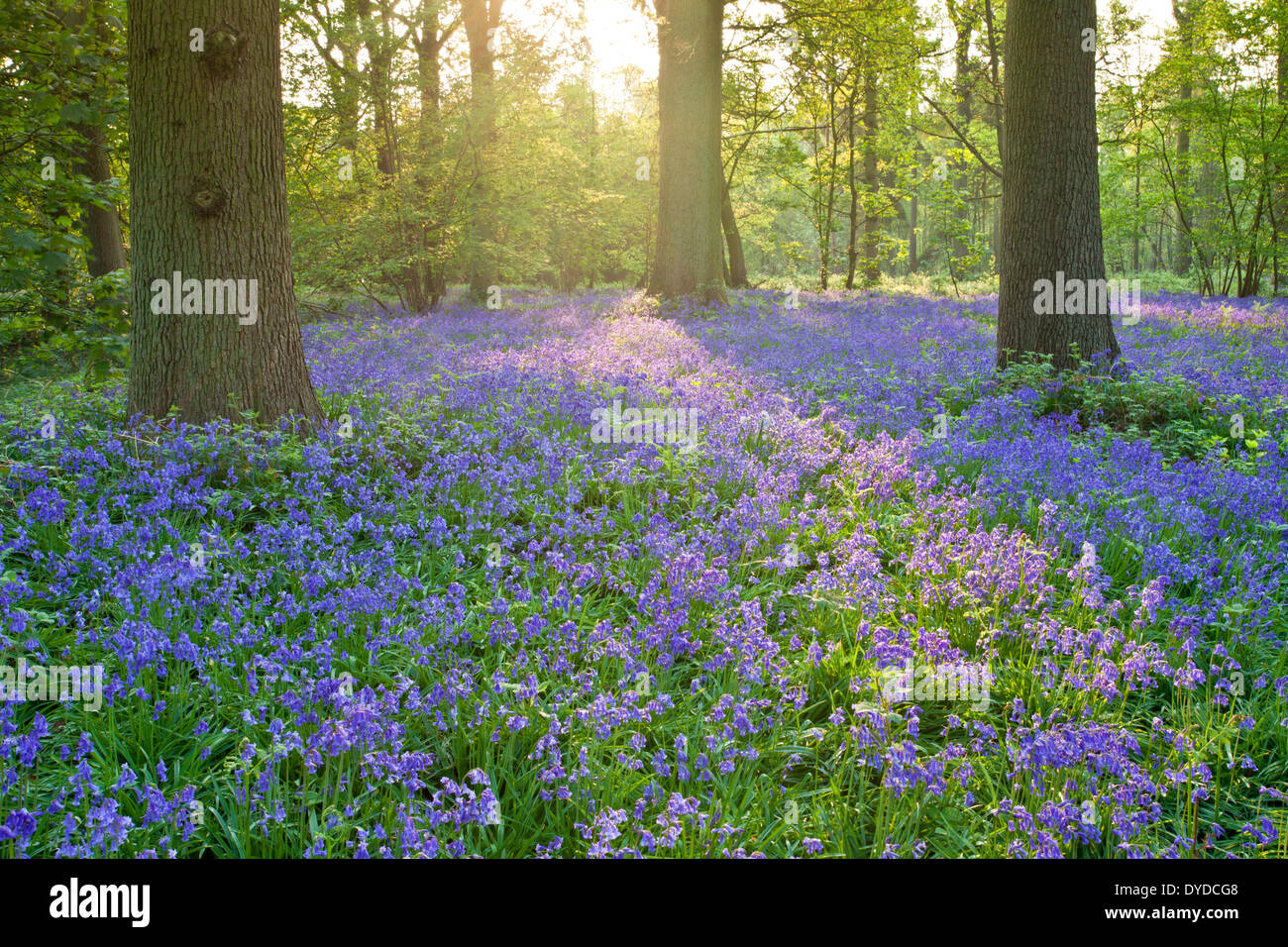 A bluebell woodland near Blickling in Norfolk. Stock Photo