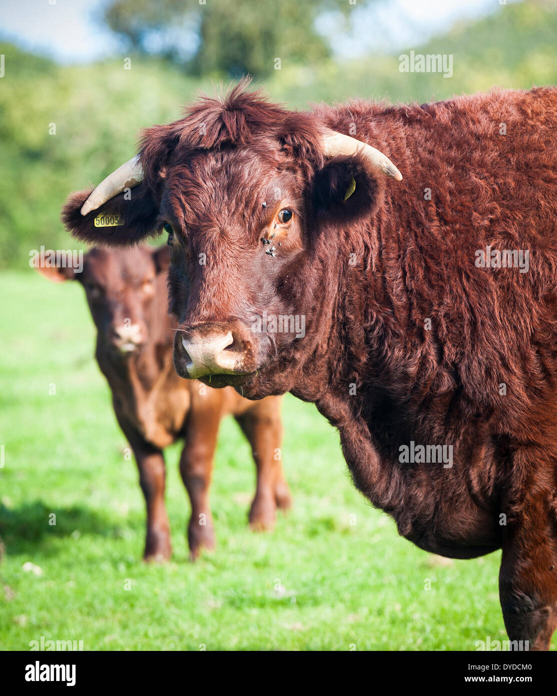 Red Ruby Devon cattle in a field. Stock Photo