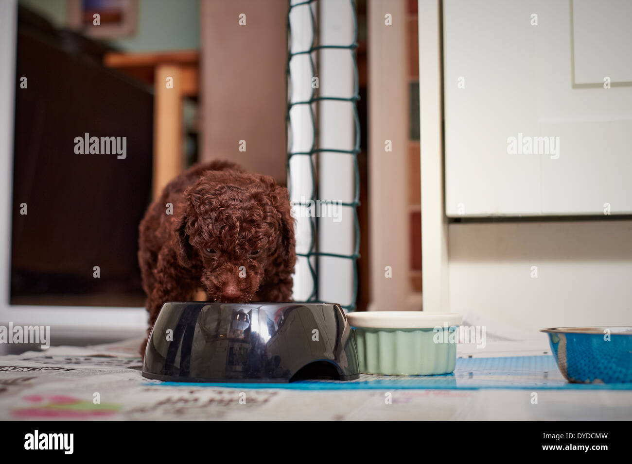 A miniature poodle puppy eating his dinner. Stock Photo
