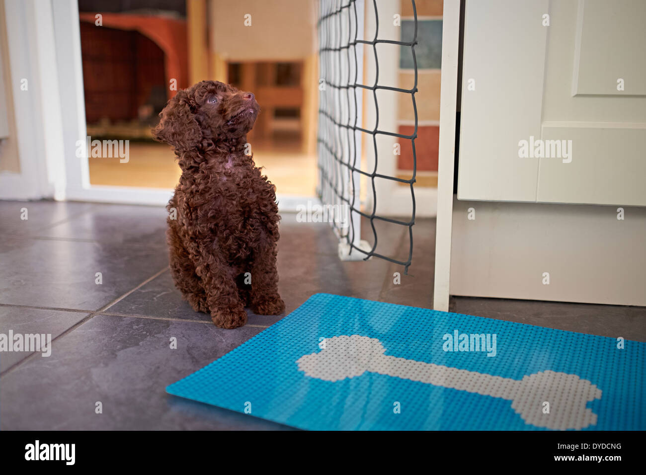 A miniature poodle puppy Waiting for his dinner. Stock Photo