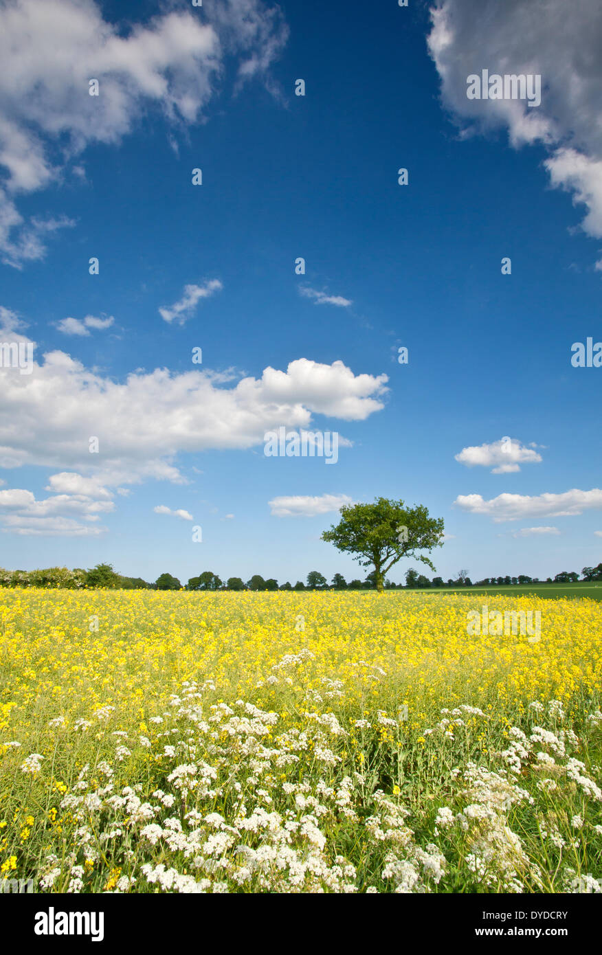 An oil seed rape field near Dilham in the Norfolk countryside Stock ...