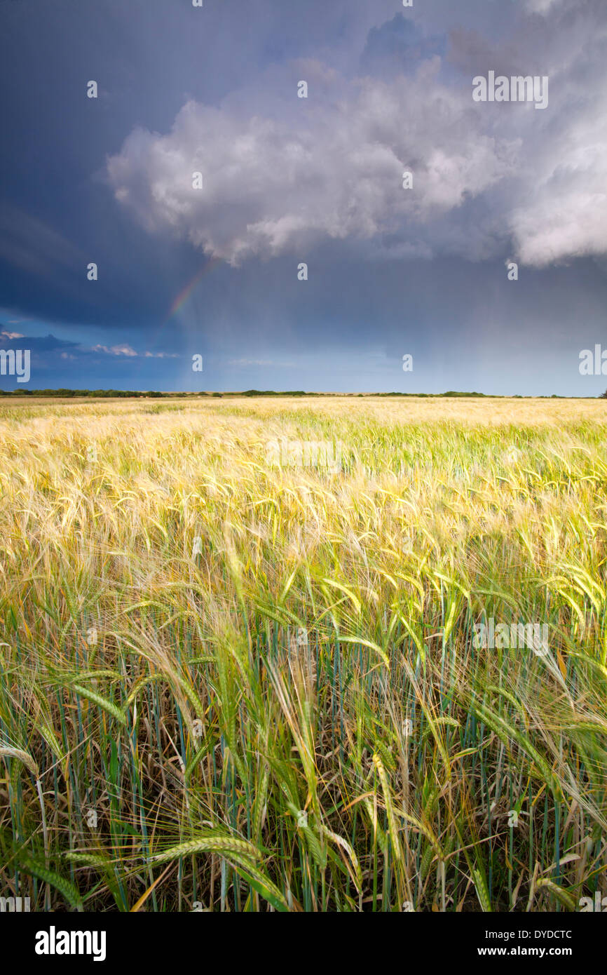 A storm passes over a summer barley field in Norfolk. Stock Photo