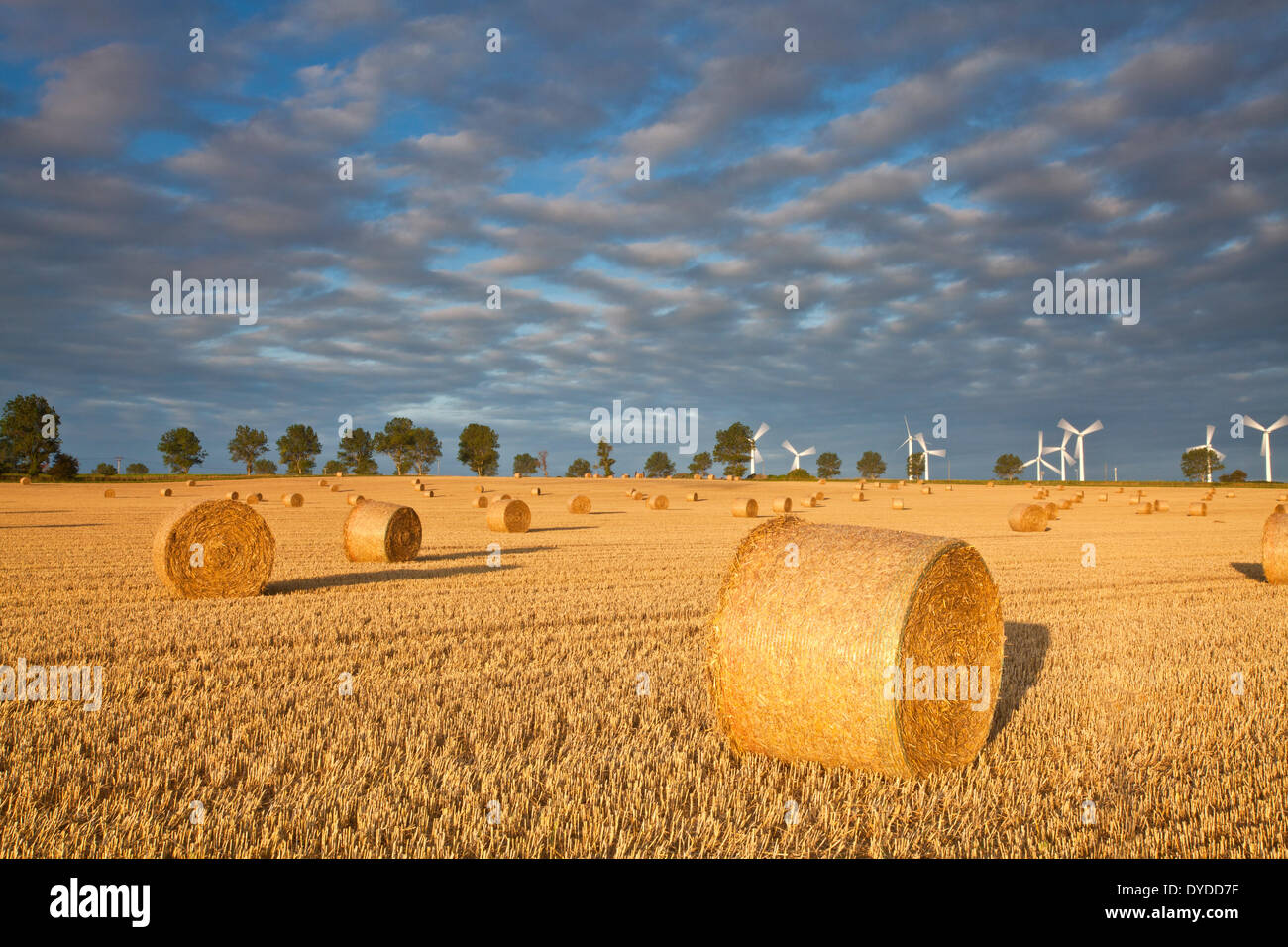 Hay bales at first light in front of West Somerton windfarm in Norfolk. Stock Photo